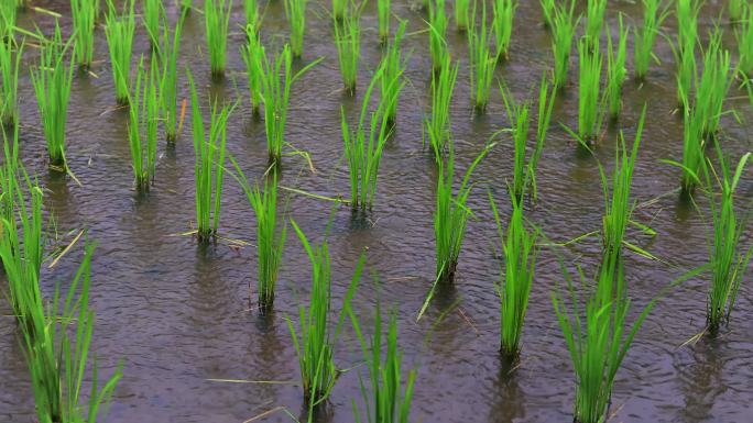 雨季稻田、农田的特写镜头。