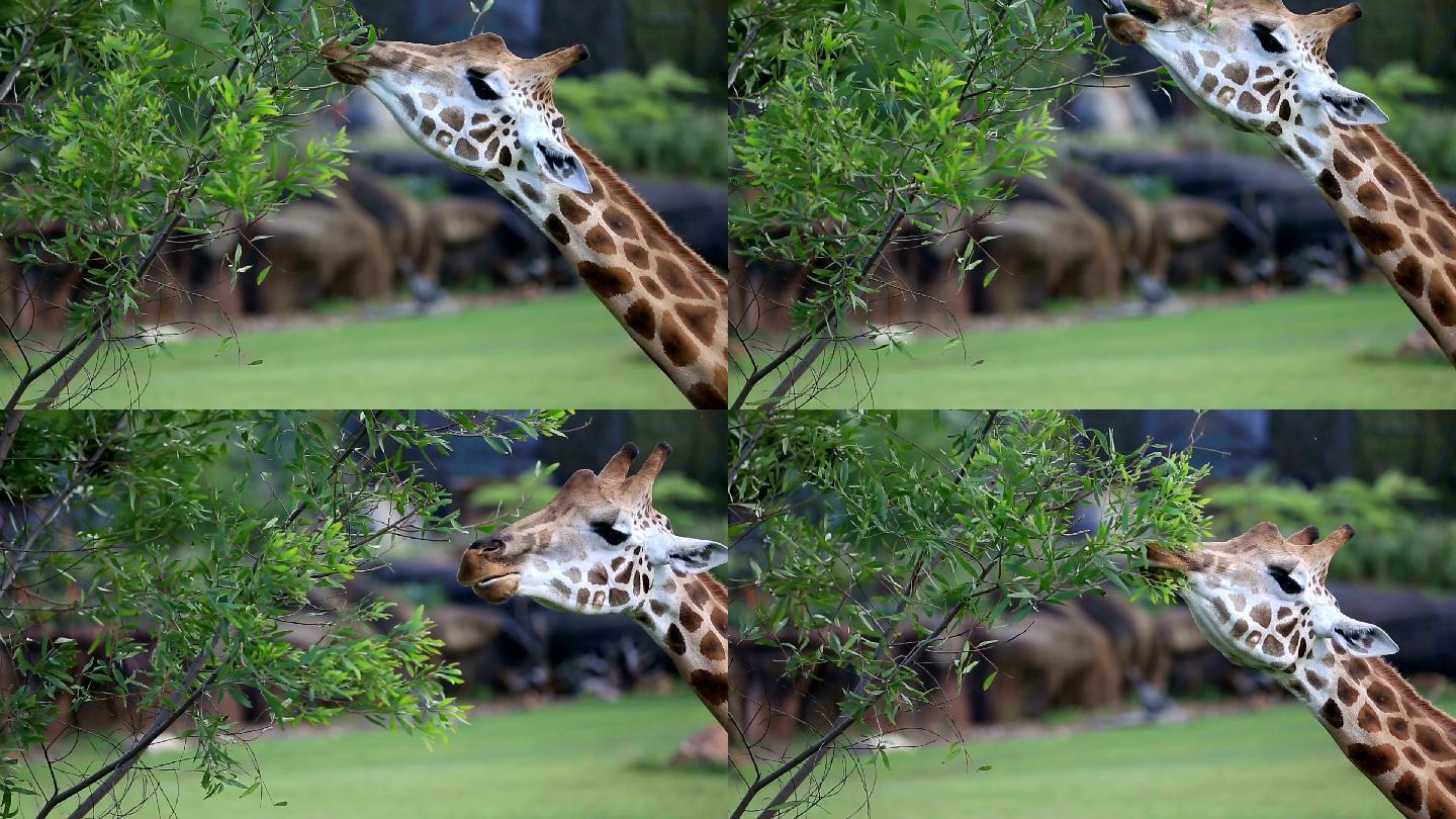 长颈鹿吃树上的叶子