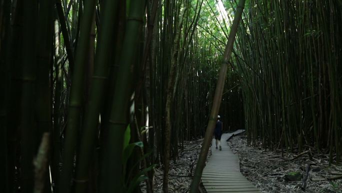 夏威夷毛伊岛神奇竹林