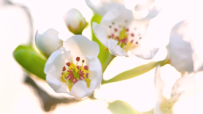 大自然中的花朵白色的花朵