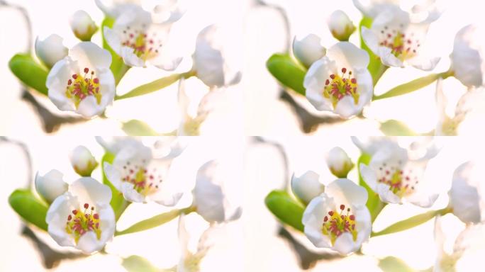 大自然中的花朵白色的花朵