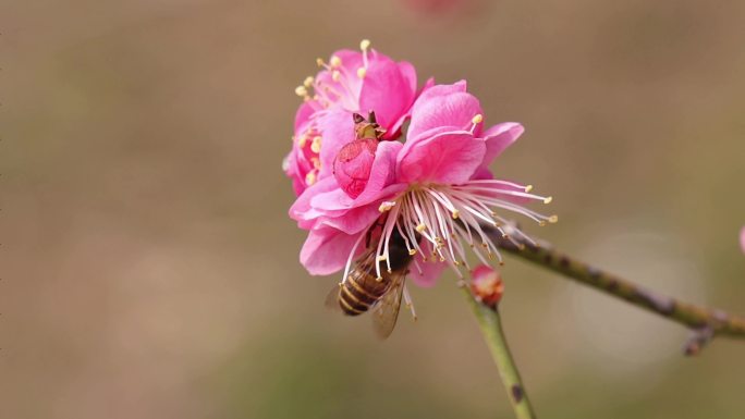 梅花，红梅、蜜蜂