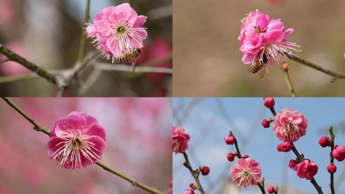 梅花，红梅、蜜蜂