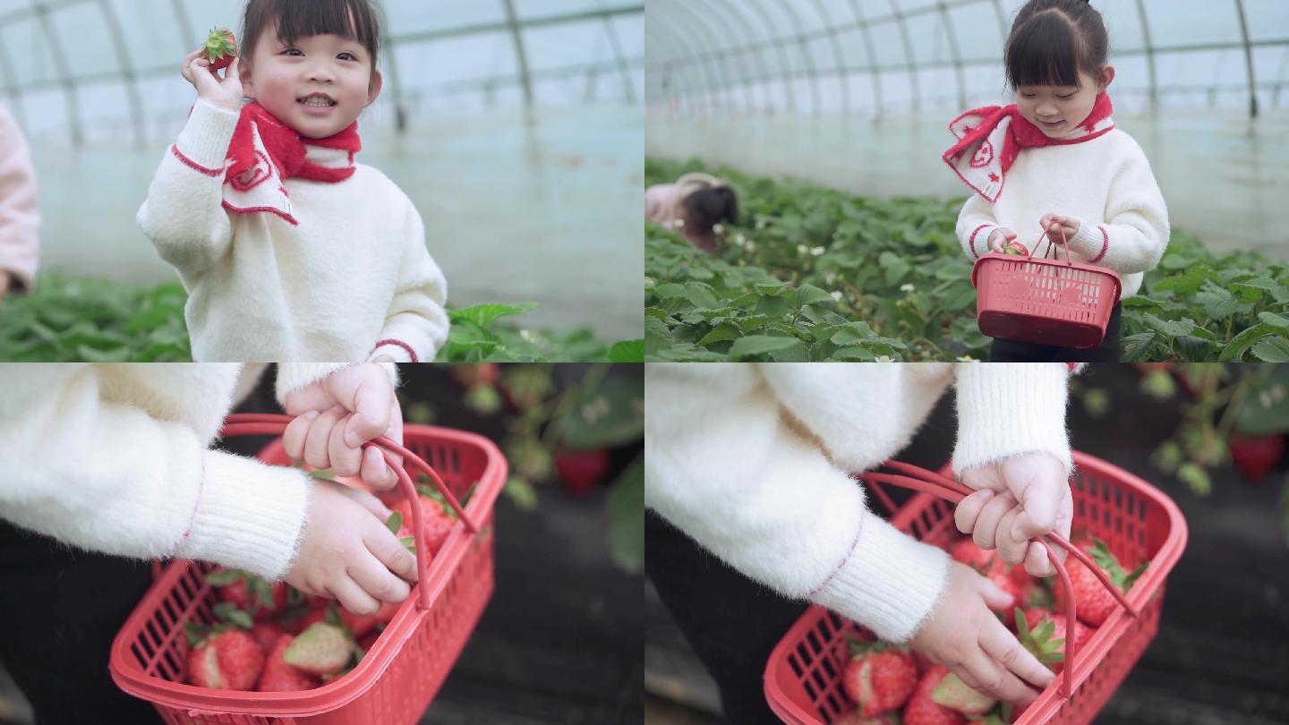 小朋友摘草莓(调色版)