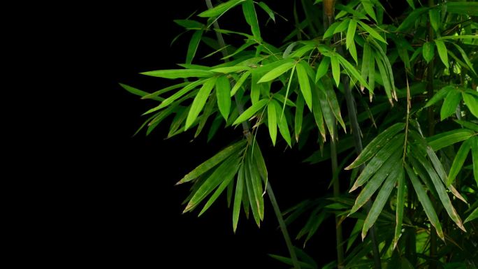 实拍茂盛竹子绿叶飘动透明通道视频素材