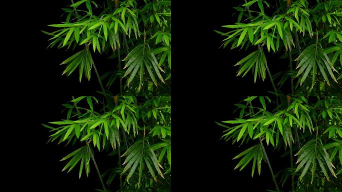 实拍茂盛竹子绿叶飘动透明通道视频素材