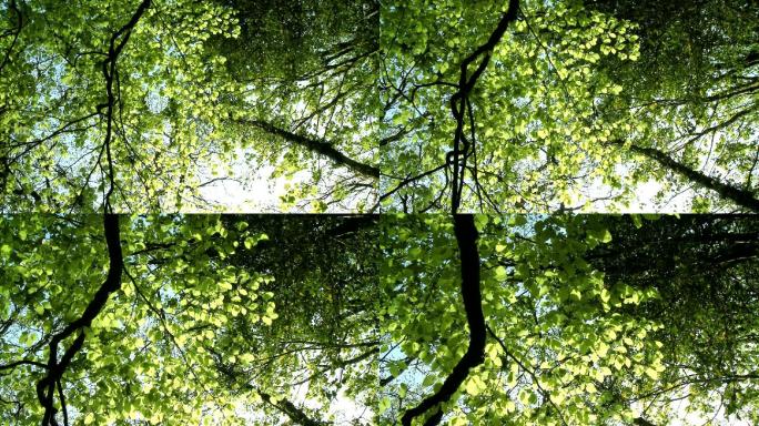 鹤杆、天然森林树冠/绿叶树叶、阳光