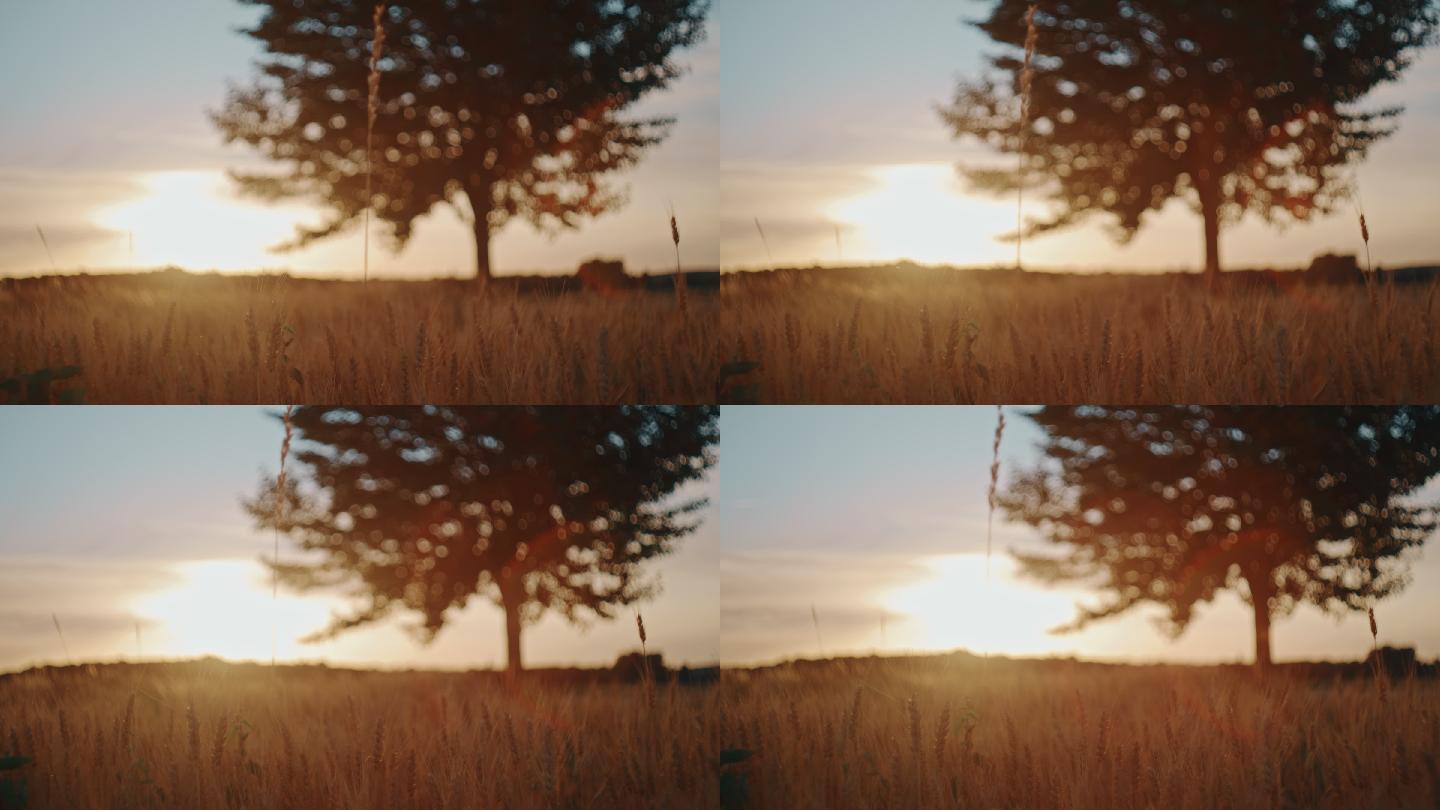 日出时落叶树前的麦田