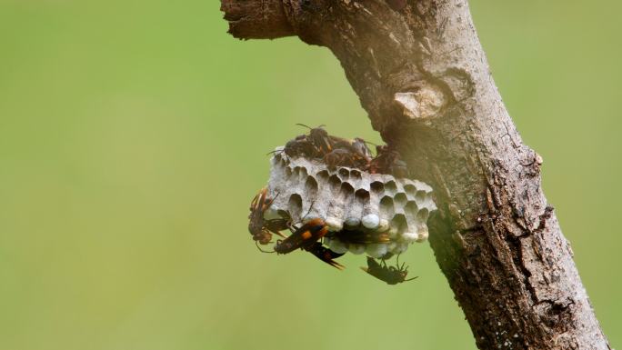 黄蜂巢小蜜蜂大黄蜂毒蜂人与自然动物世界