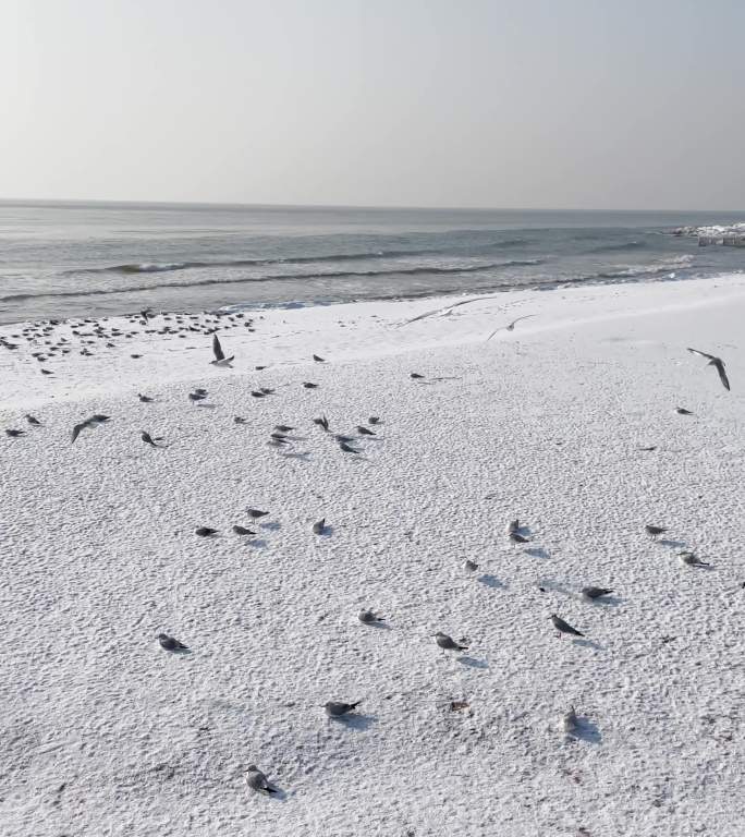 冬季海边海鸥竖版