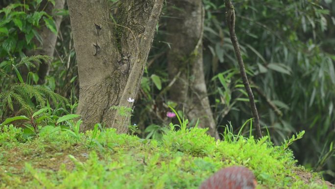 重庆南川天山坪原始森林中的红腹角雉