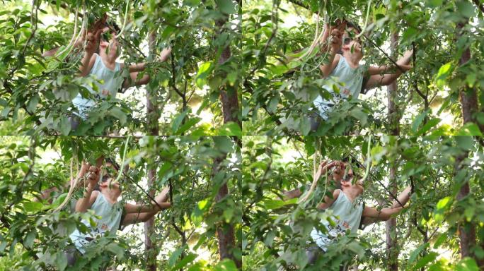 在树上收获大量成熟的黄樱桃李、米拉贝尔李或米罗巴兰李
