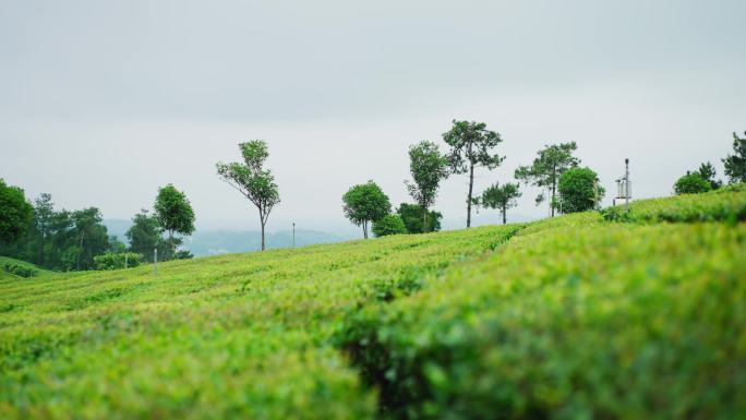 采茶红茶茶山茶园摘茶