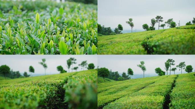 采茶红茶茶山茶园摘茶