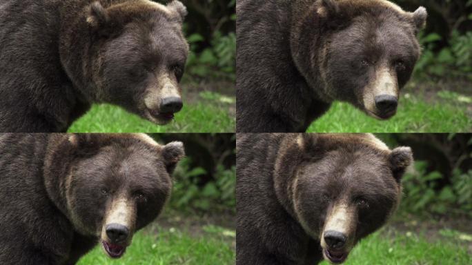 慢镜头：灰熊野外保护大自然