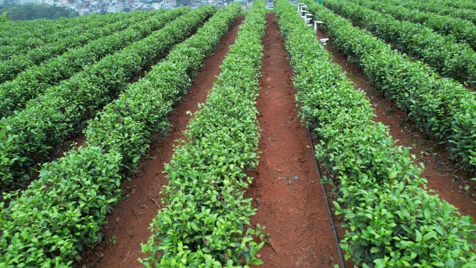 福建坦洋茶场茶叶近景B370