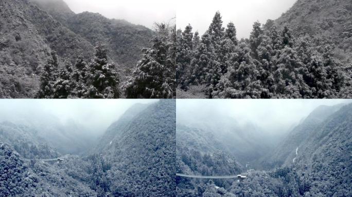 冬季树林山林下雪飘雪