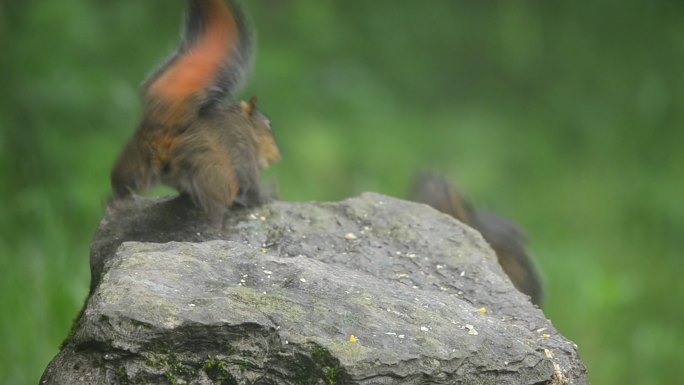 重庆南川天山坪原始森林中的红松鼠