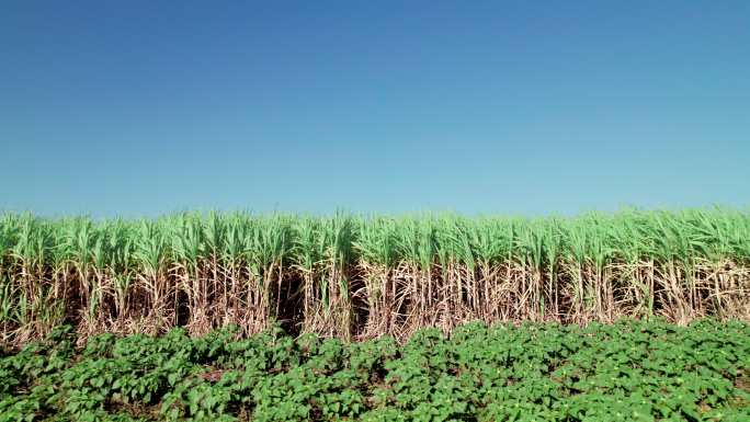 dolly拍摄的侧视图：蓝天下的甘蔗农田，茎呈棕色，准备收割