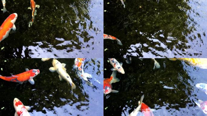 锦鲤在清澈的天然池塘中捕鱼。