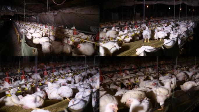 【镜头合集】白羽鸡肉鸡养殖  (1)