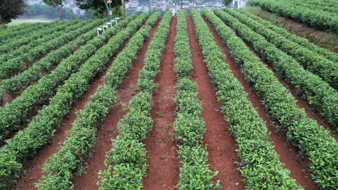 福建坦洋茶场茶叶近景B368