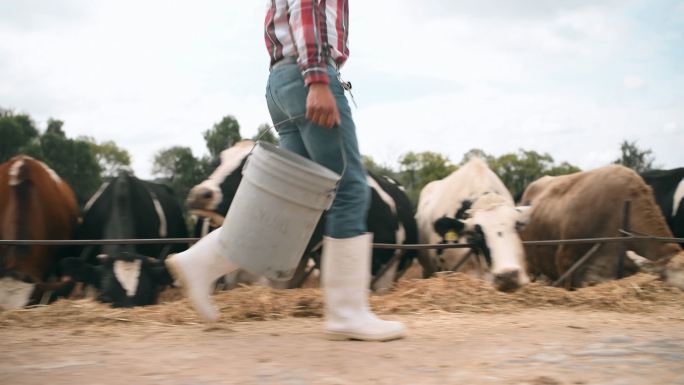 墨西哥农民喂养奶牛