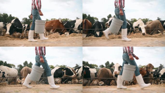 墨西哥农民喂养奶牛