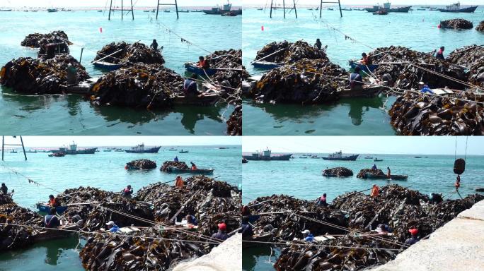 原创视频素材 繁忙的海湾 海带收获的时节