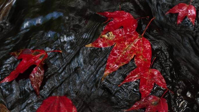 秋季红枫叶，自然森林流水，秋叶，4K分辨率