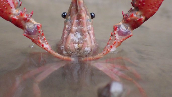 克拉克氏原螯虾“洛布雷加特三角洲”，普拉特