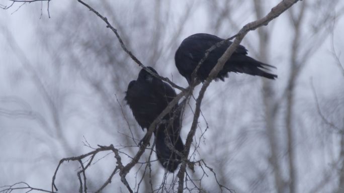 白俄罗斯冬季松林中的普通乌鸦（Corvus corax）