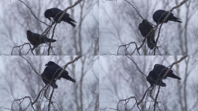 白俄罗斯冬季松林中的普通乌鸦（Corvus corax）