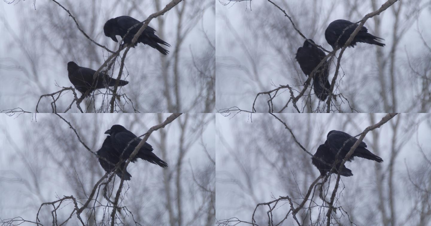 白俄罗斯冬季松林中的普通乌鸦（Corvus corax）