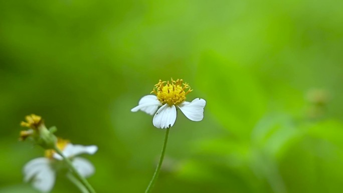 一朵野花特写