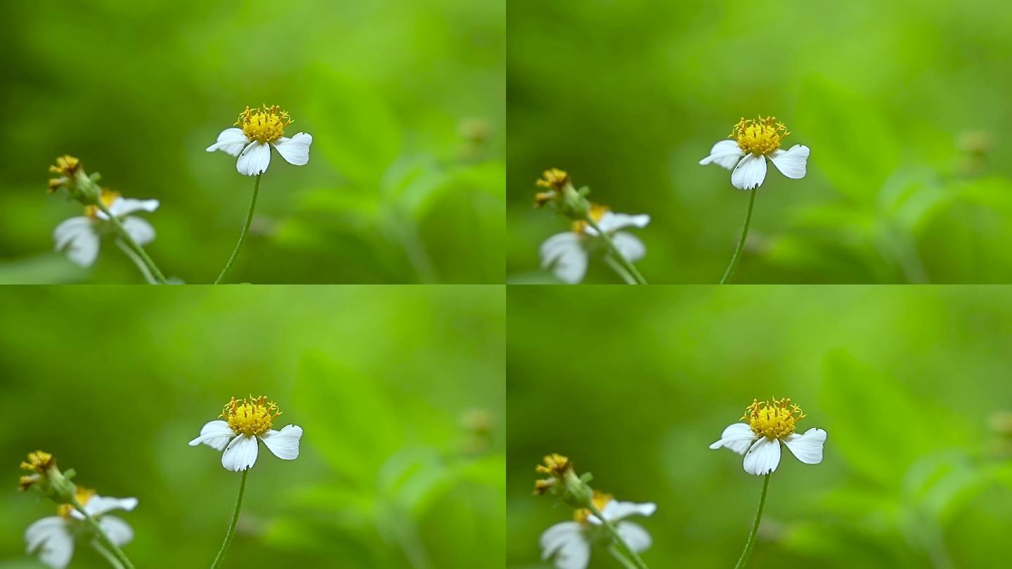 一朵野花特写