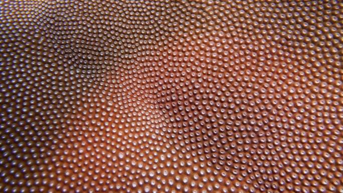 脑珊瑚（Diplostrea heliopora）纹理自然图案的水下特写