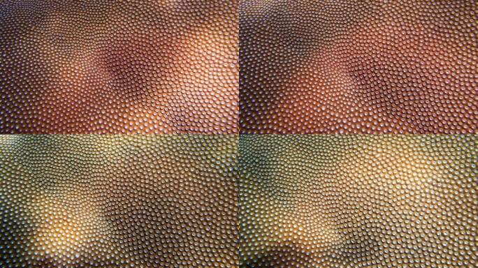 脑珊瑚（Diplostrea heliopora）纹理自然图案的水下特写