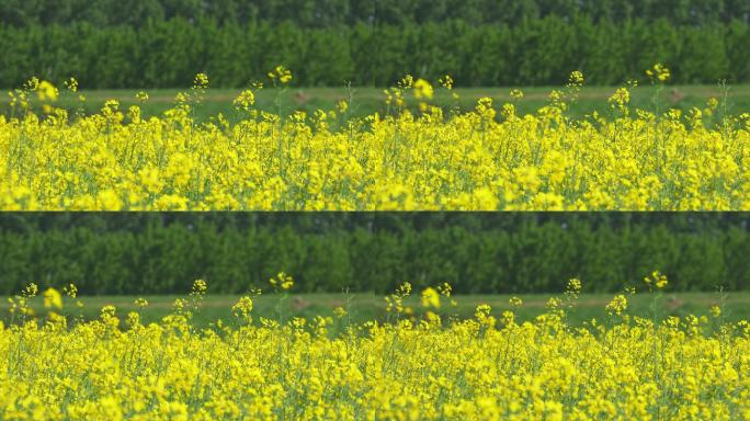 农田里随风摇曳的黄色花朵
