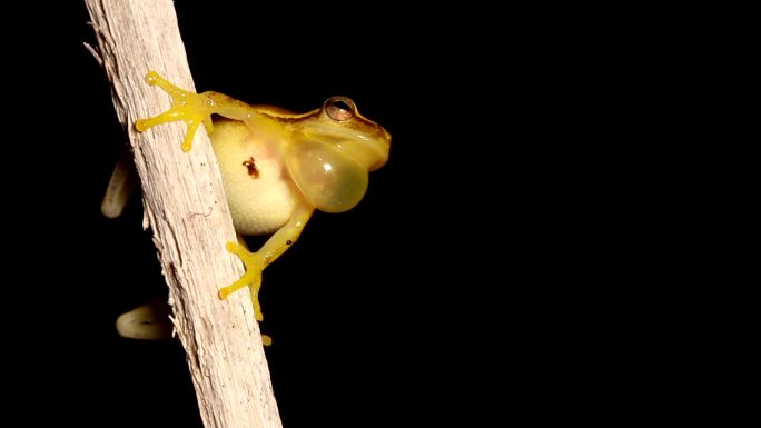 墨西哥矮树蛙青蛙夜晚蛙叫蛙鸣