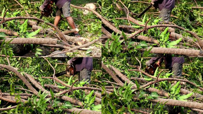 砍树的人伐木工人保护环境