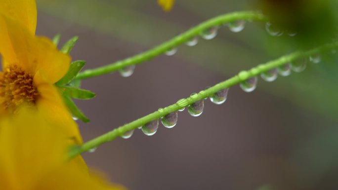 水珠 水滴 水 草叶 雨滴 雨后