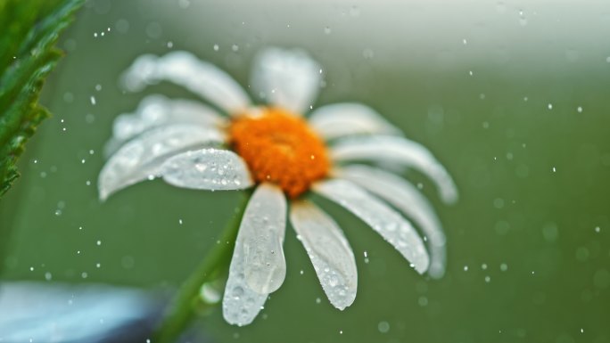 慢雨落在雏菊花上精华液唯美空镜大自然美景