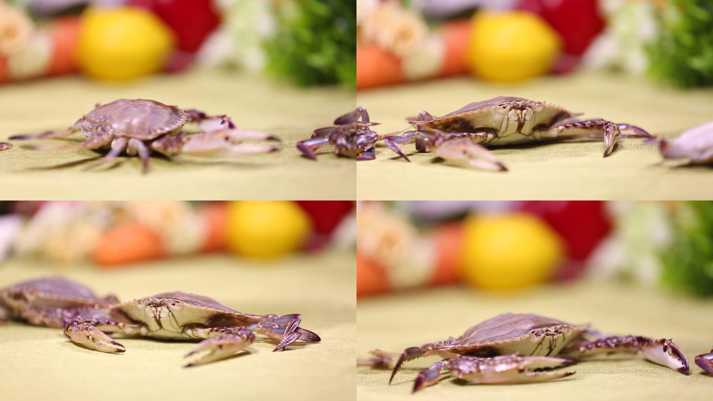 【镜头合集】螃蟹梭子蟹飞蟹 (3)