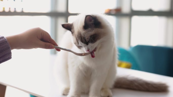 那个女人正在喂小猫