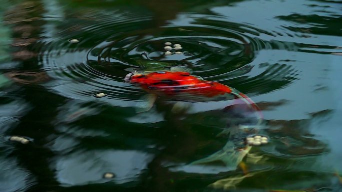 美丽的锦鲤在池塘里游泳。