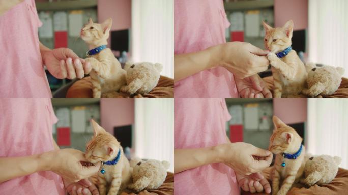 主人正在猫主人的房子里喂养并愉快地训练可爱的小猫。快乐宠物的概念。