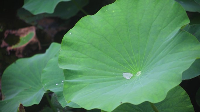 荷叶戏水珠