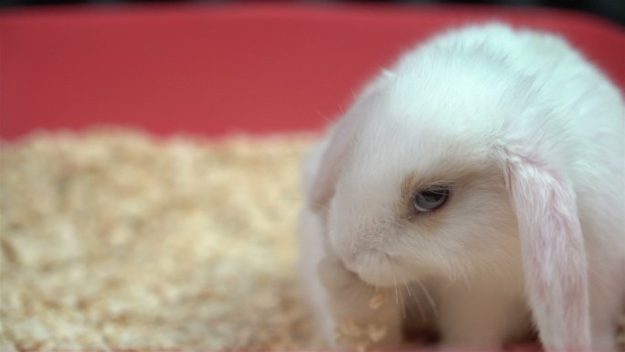 发痒毛茸茸的白兔兔