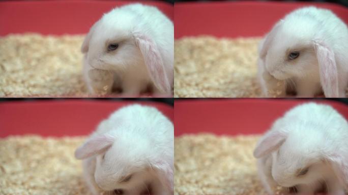 发痒毛茸茸的白兔兔